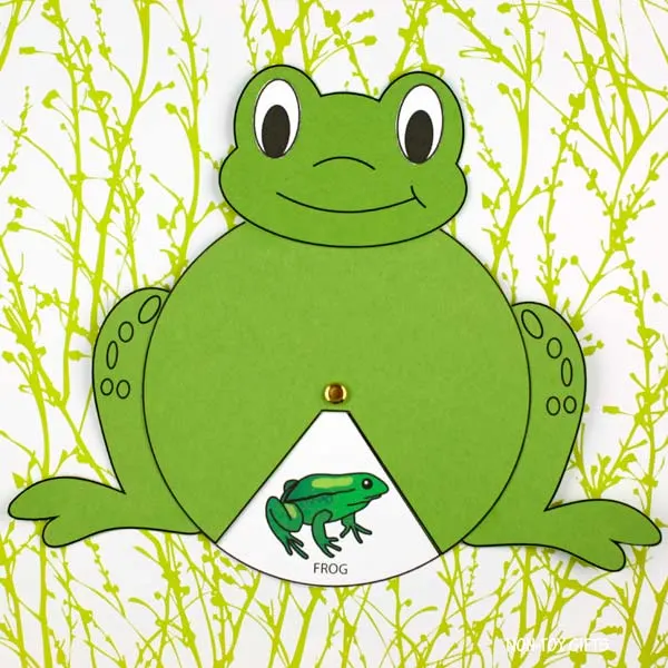 frog life cycle