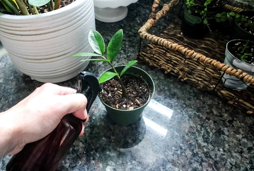 propagating plants- zz plant cuttings