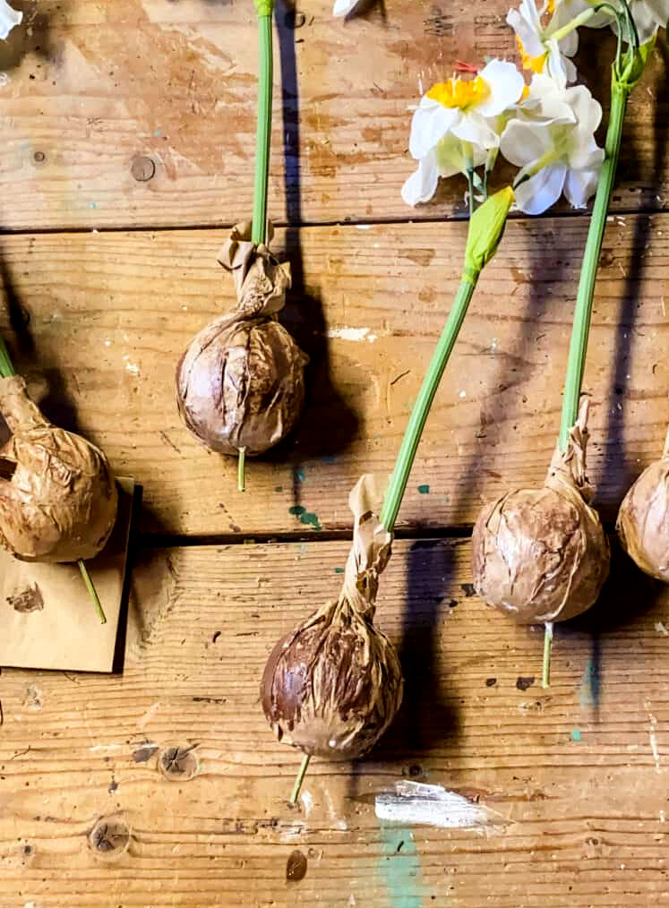 fake daffodil stems