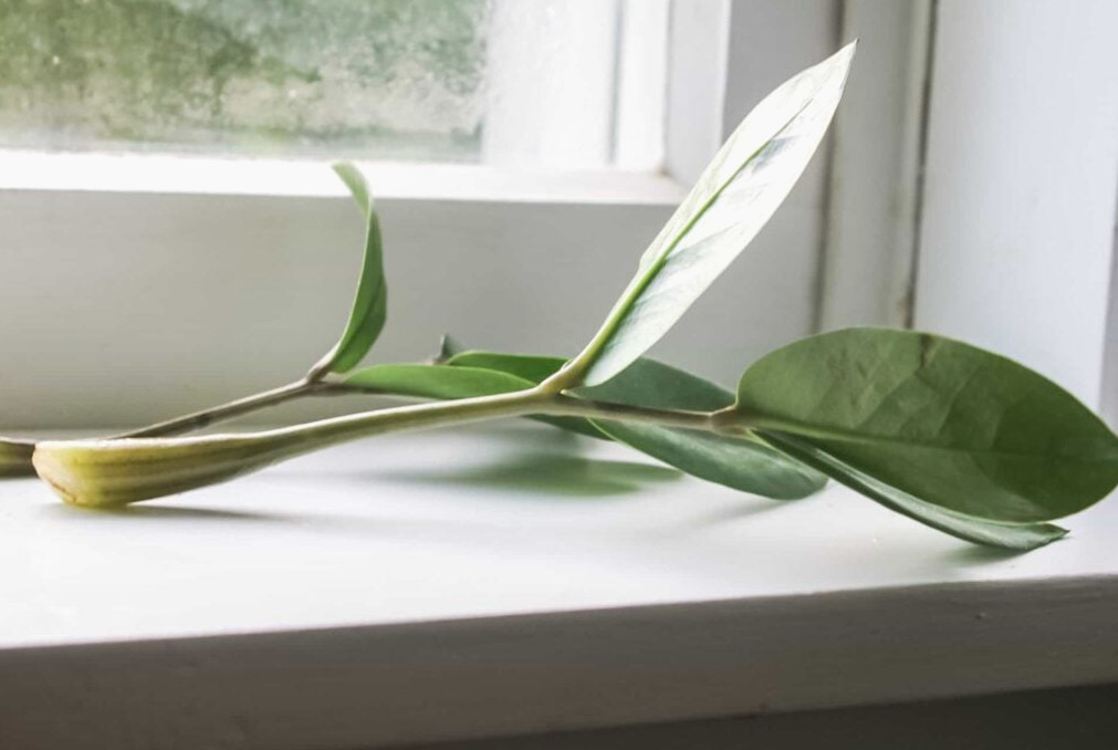 ZZ Plant cutting