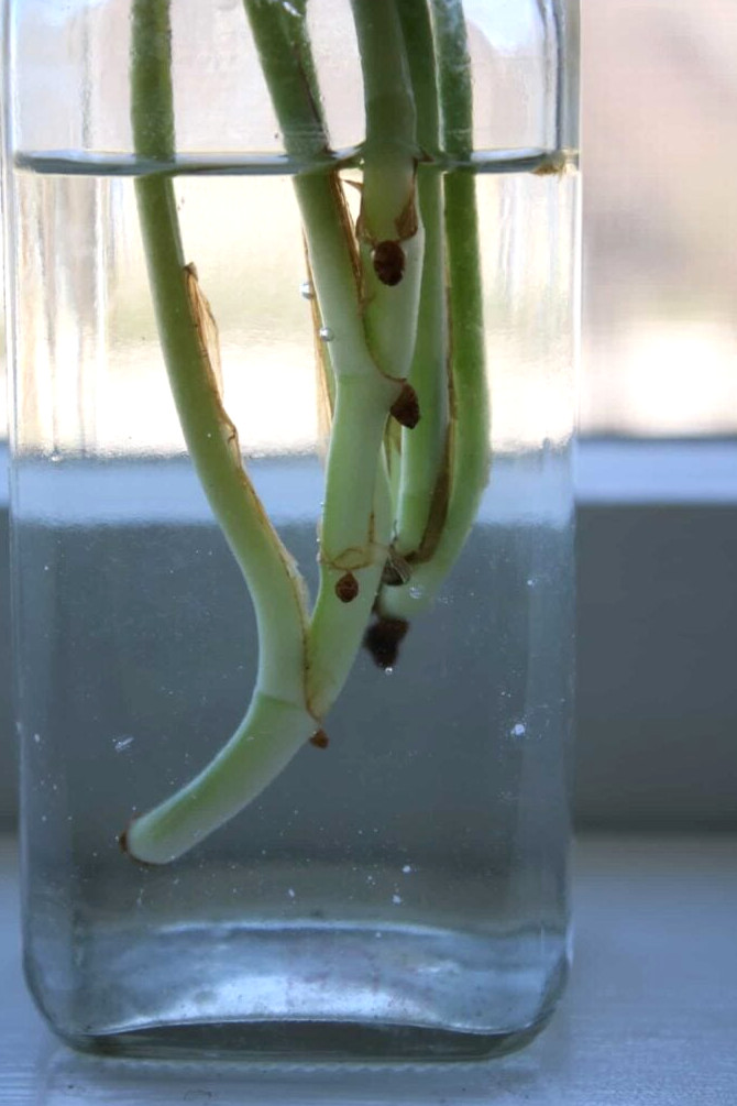 propagating pothos in water