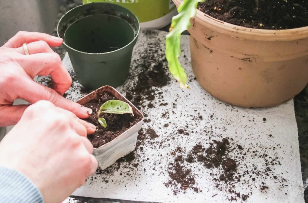 potting a hoya cutting