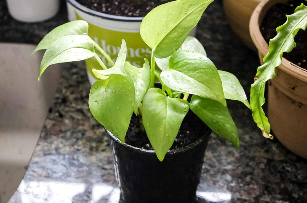 propagating plants- pothos plant