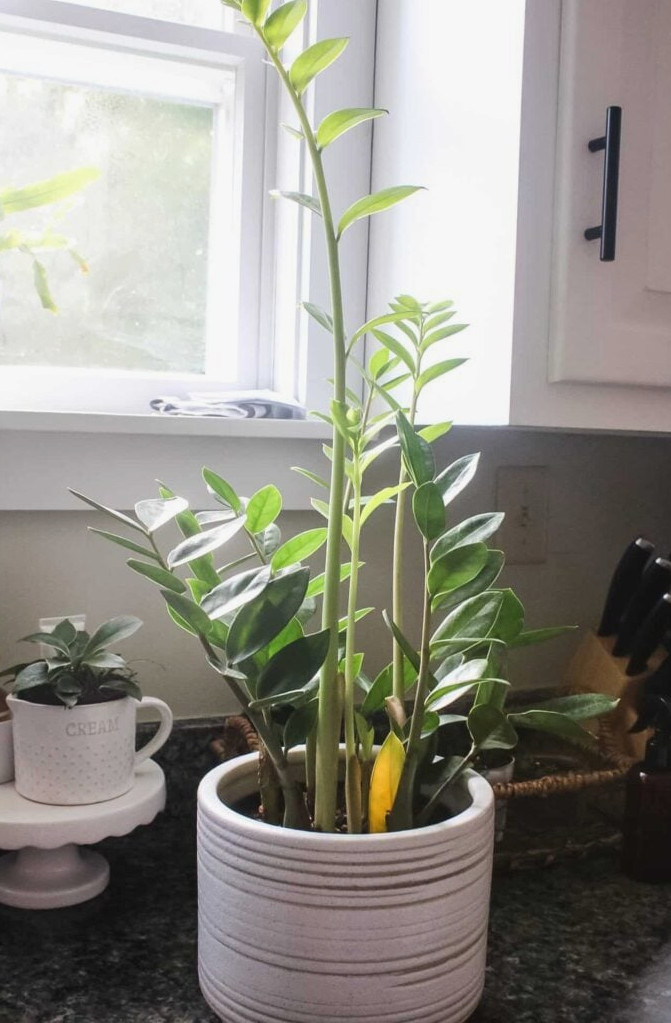 ZZ Plant