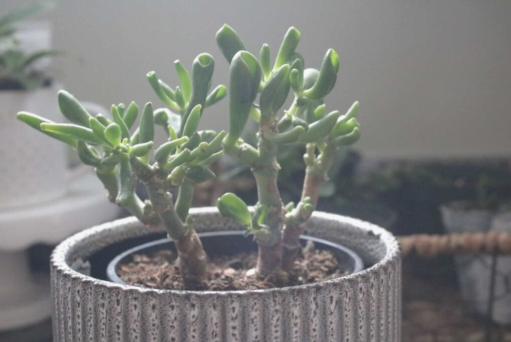 succulent propagation