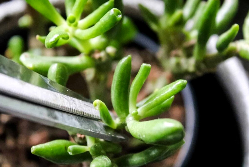 succulent propagation