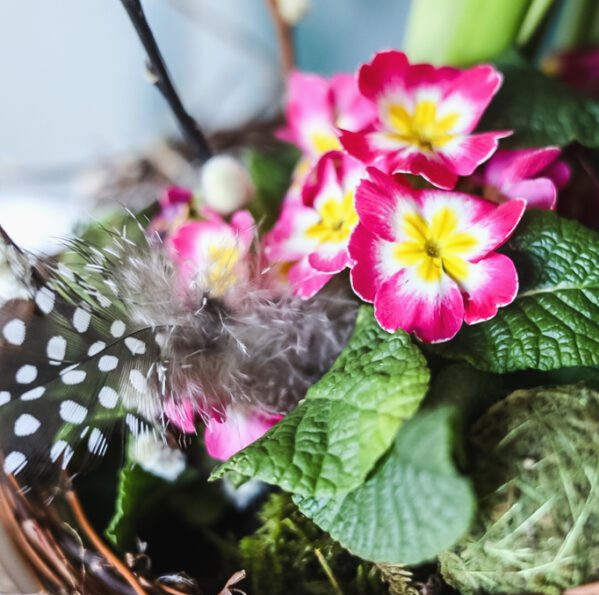 pink primrose flowers