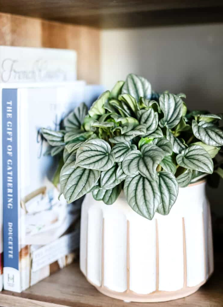 Houseplant