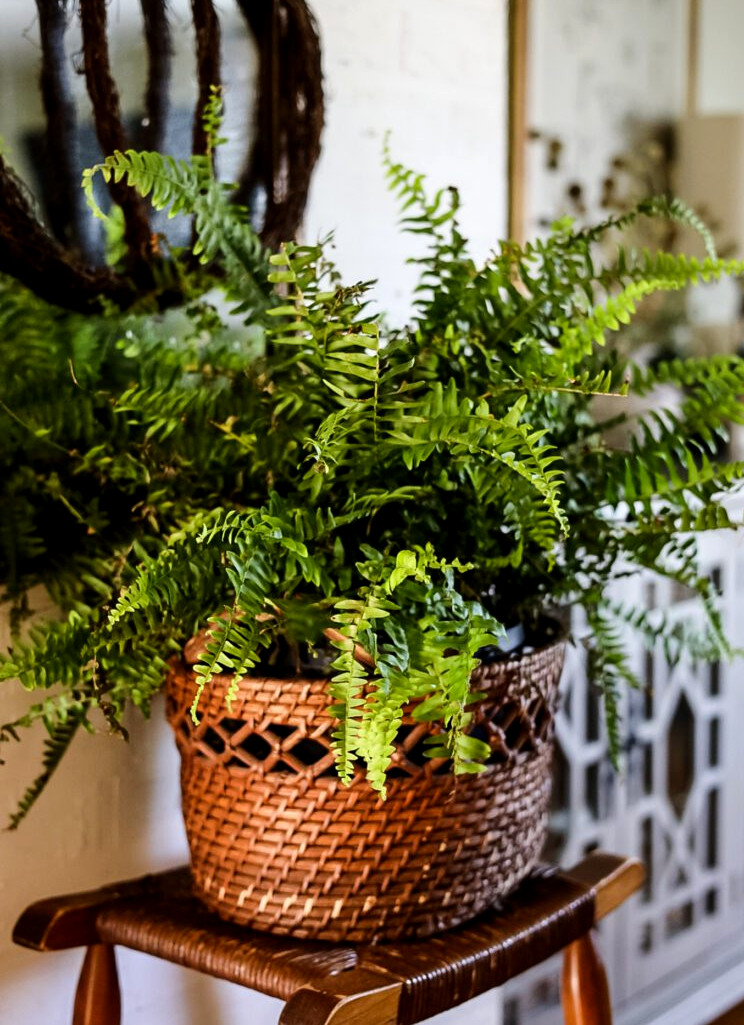 fern in basket