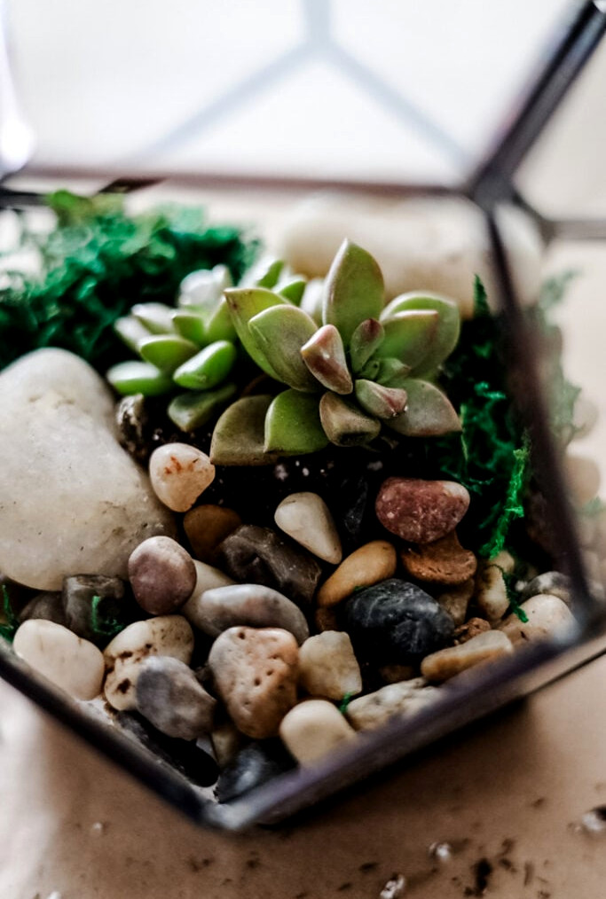 Succulent Planters Made Easy: A Beginner's Guide