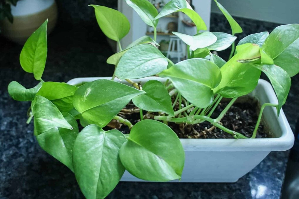 propagating pothos plant