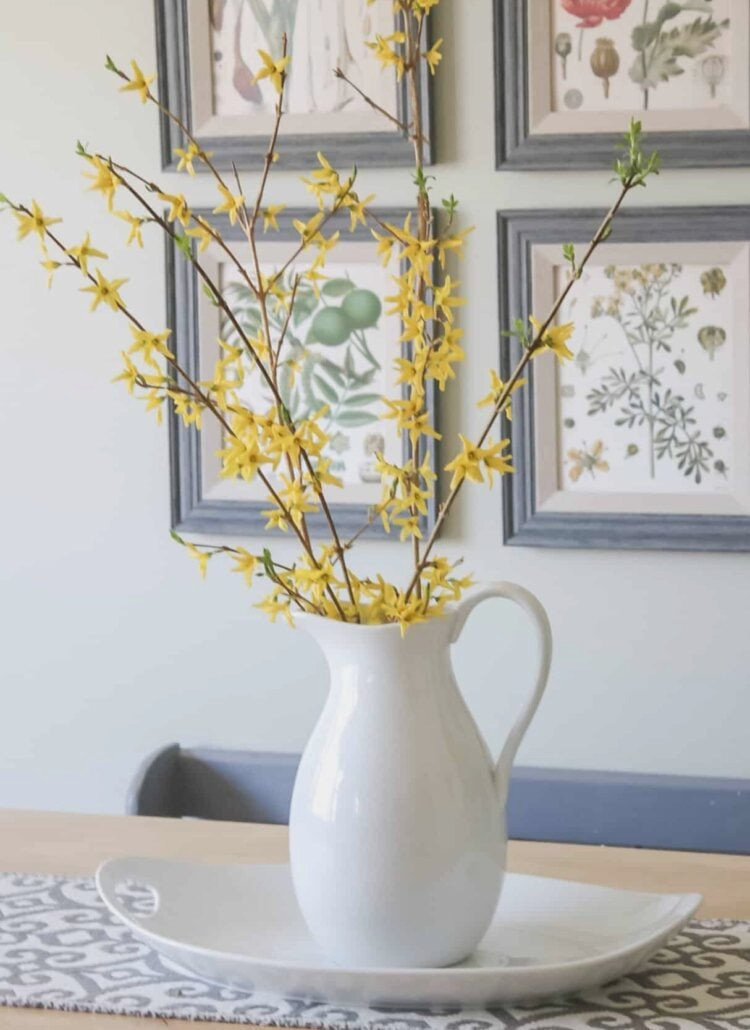 forsythia branches in pitcher