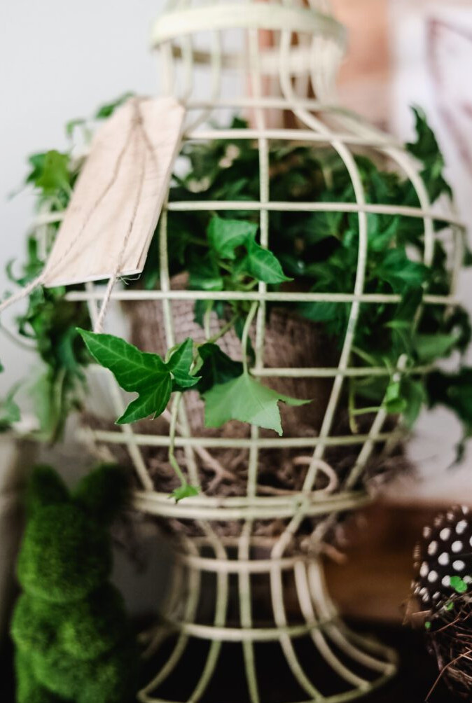 ivy in a wire container