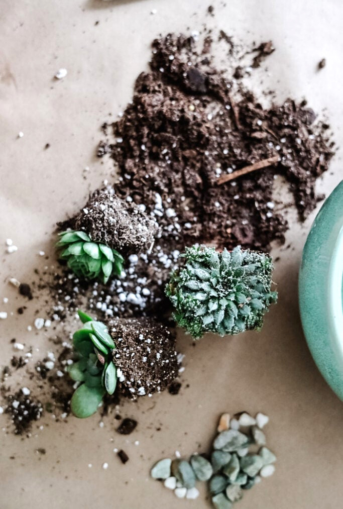 succulents and dirt