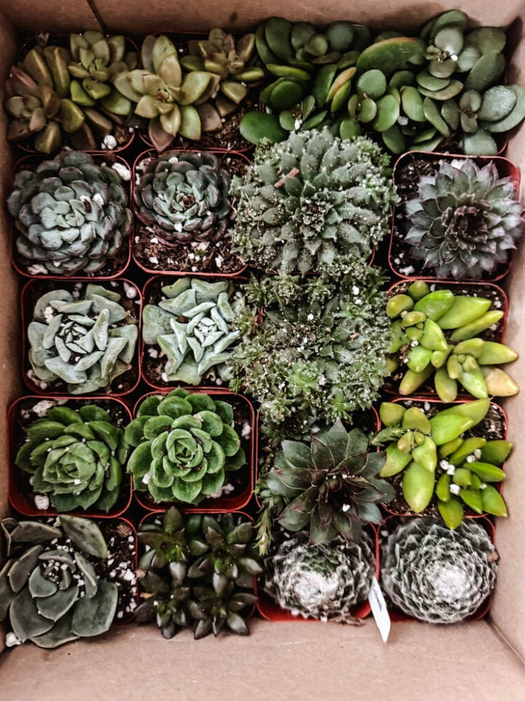 box of mini succulents from amazon