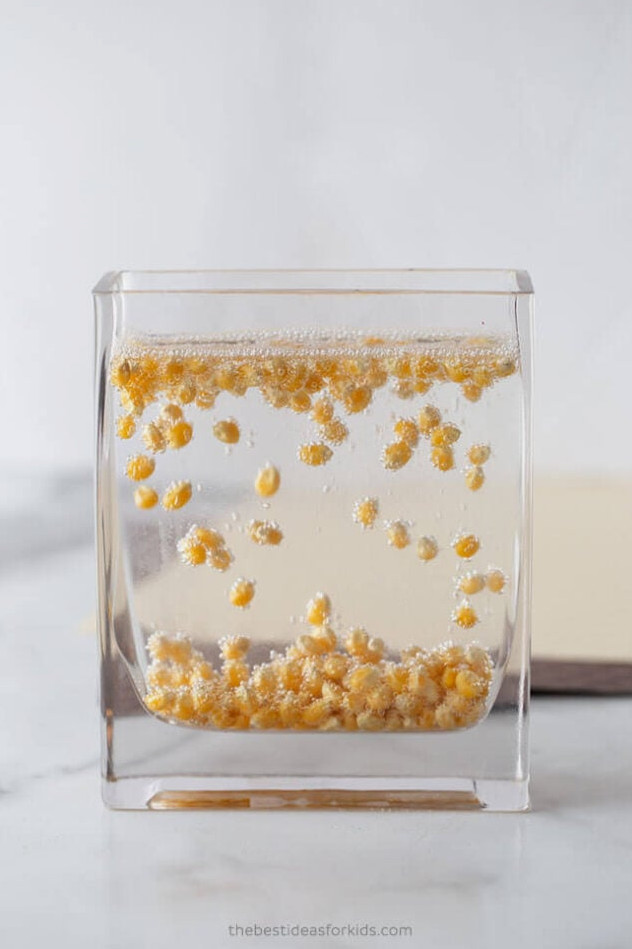 Dancing Corn Science Experiment