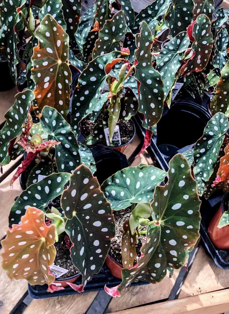 spotted begonia