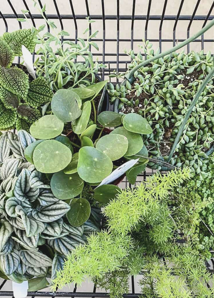 houseplants