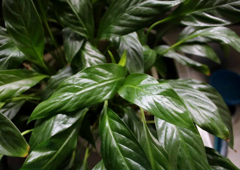 Peace Lily