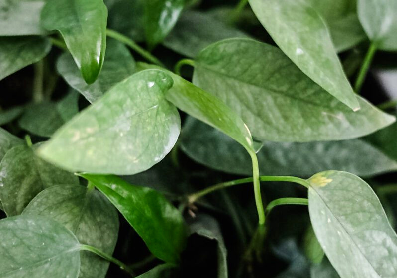 closeup of cebu blue pothos