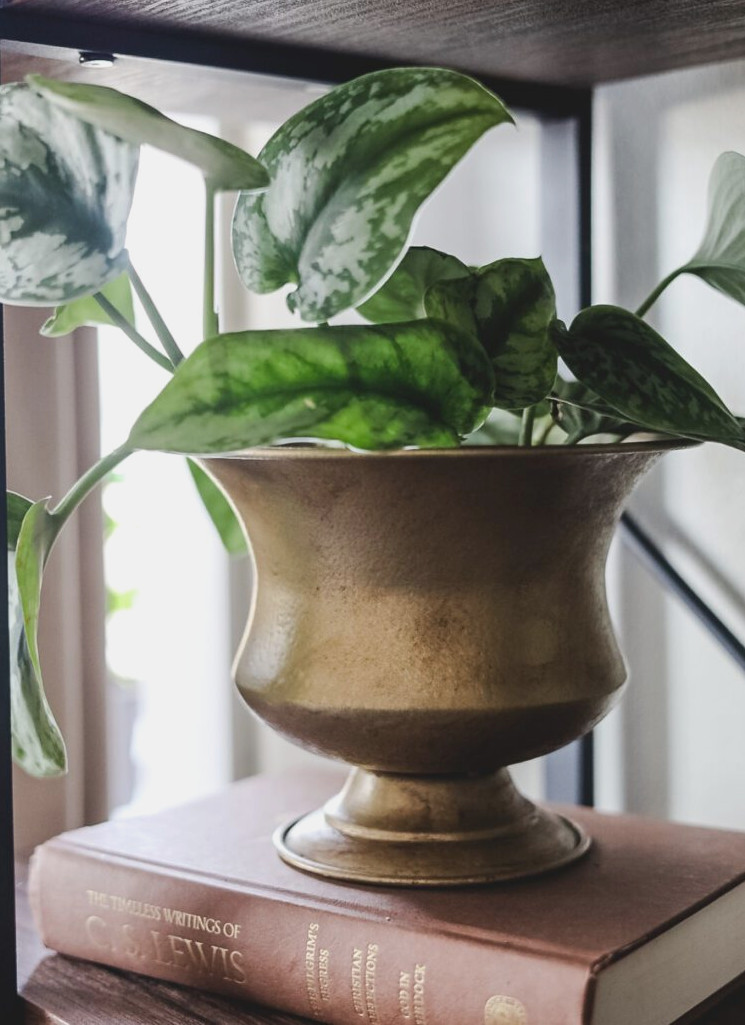 silver pothos in brass planter