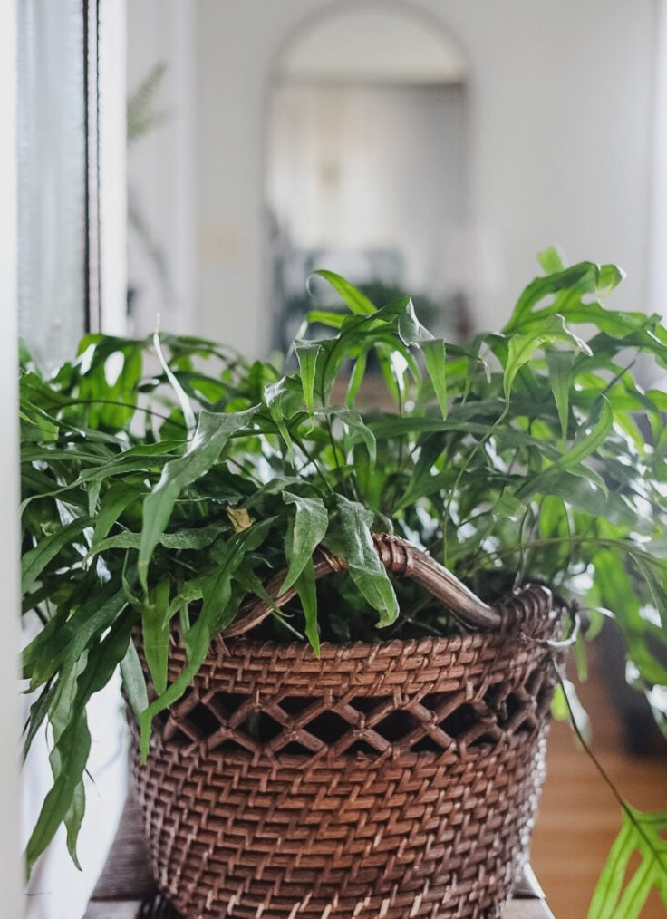 Why You Need More Houseplants: Benefits for Your Home