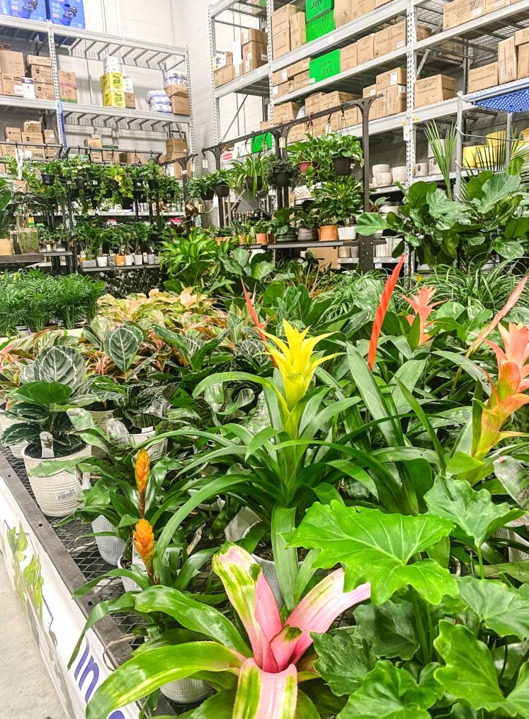lowe's plant deptartment