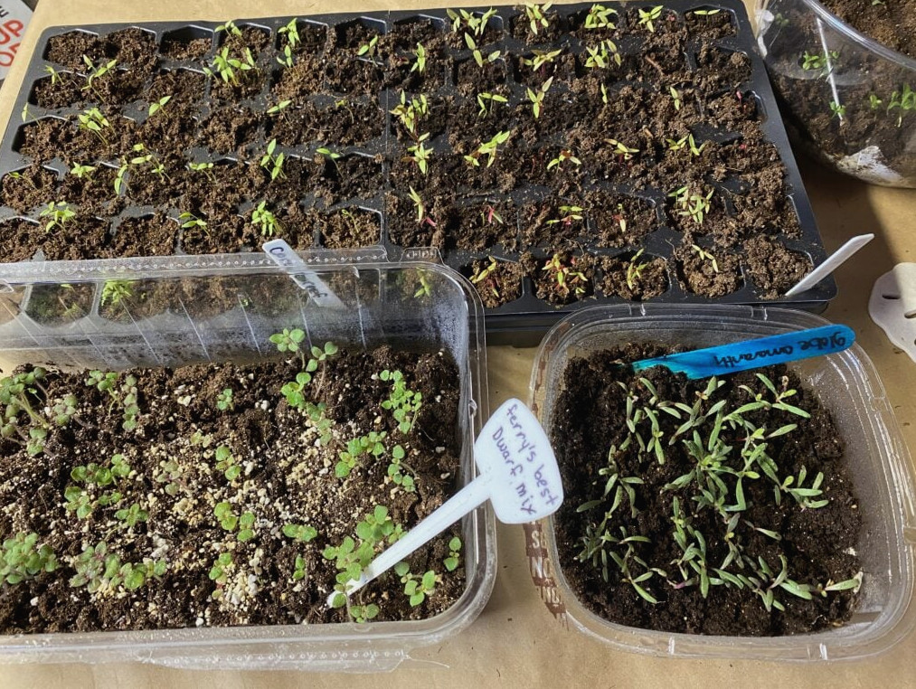 flower seeds growing indoors in containters