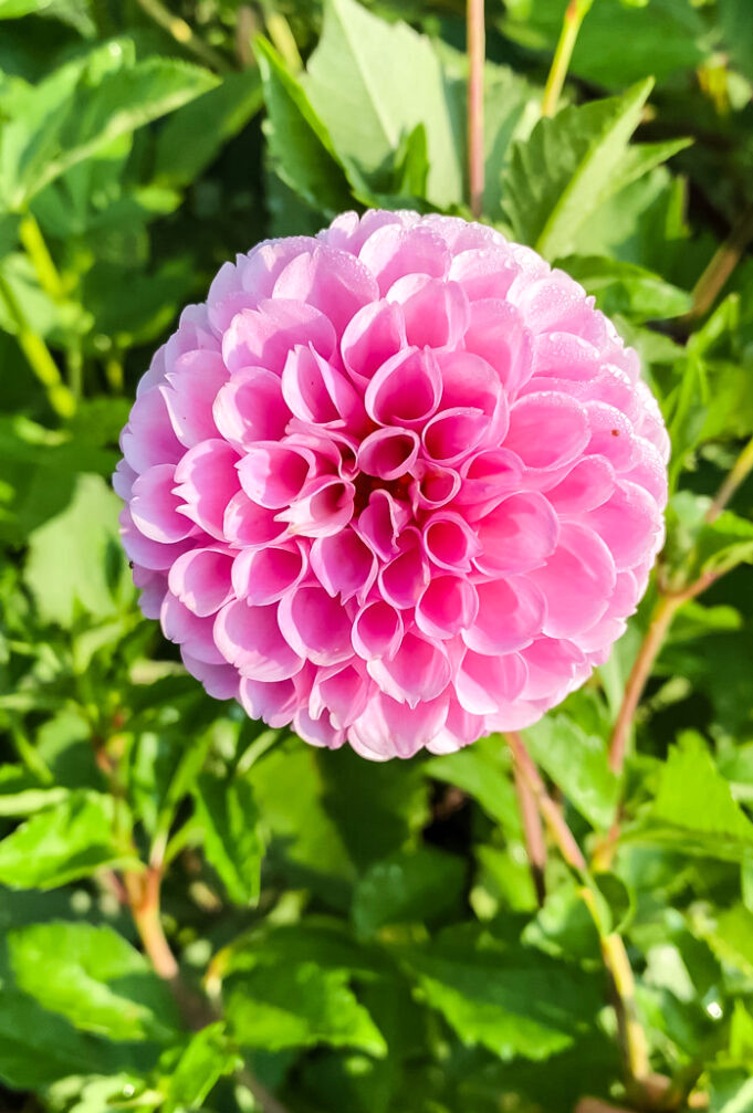 Dahlia- Stolze Von Berlin
