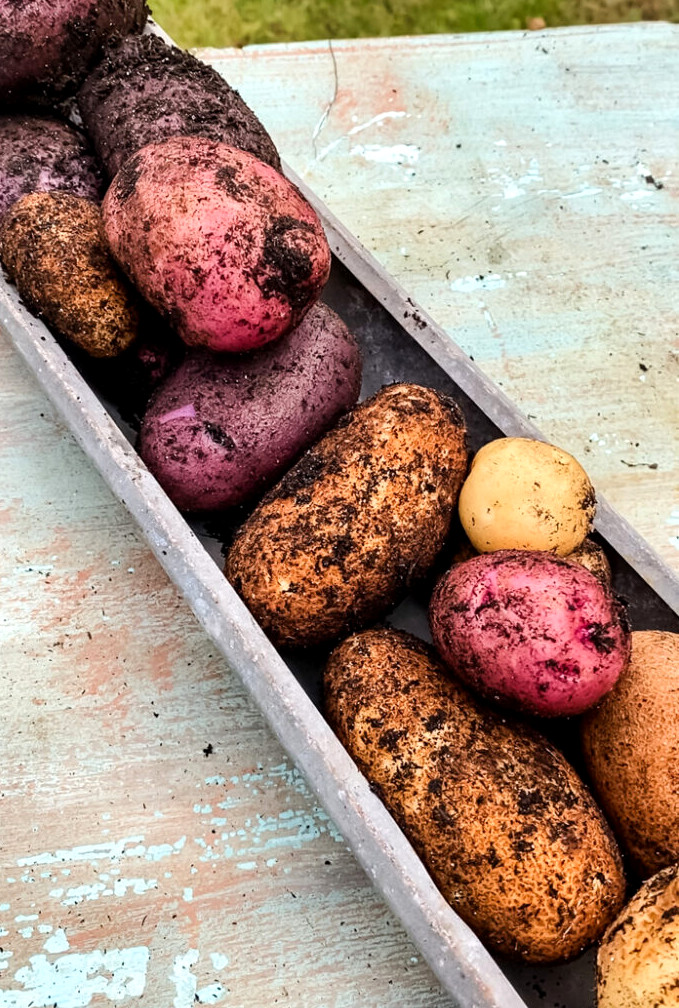 garden potatoes