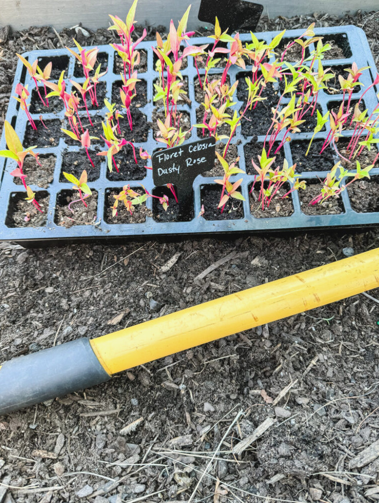 celosia seedlings in tray