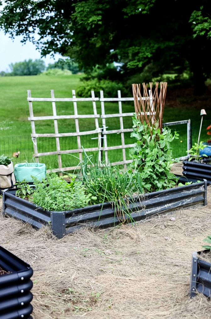 raised garden bed with pea trellis and herbs