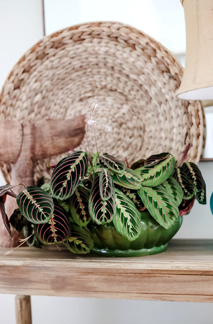 Secondhand Style: Decorating My Bookcase with Thrifted Finds