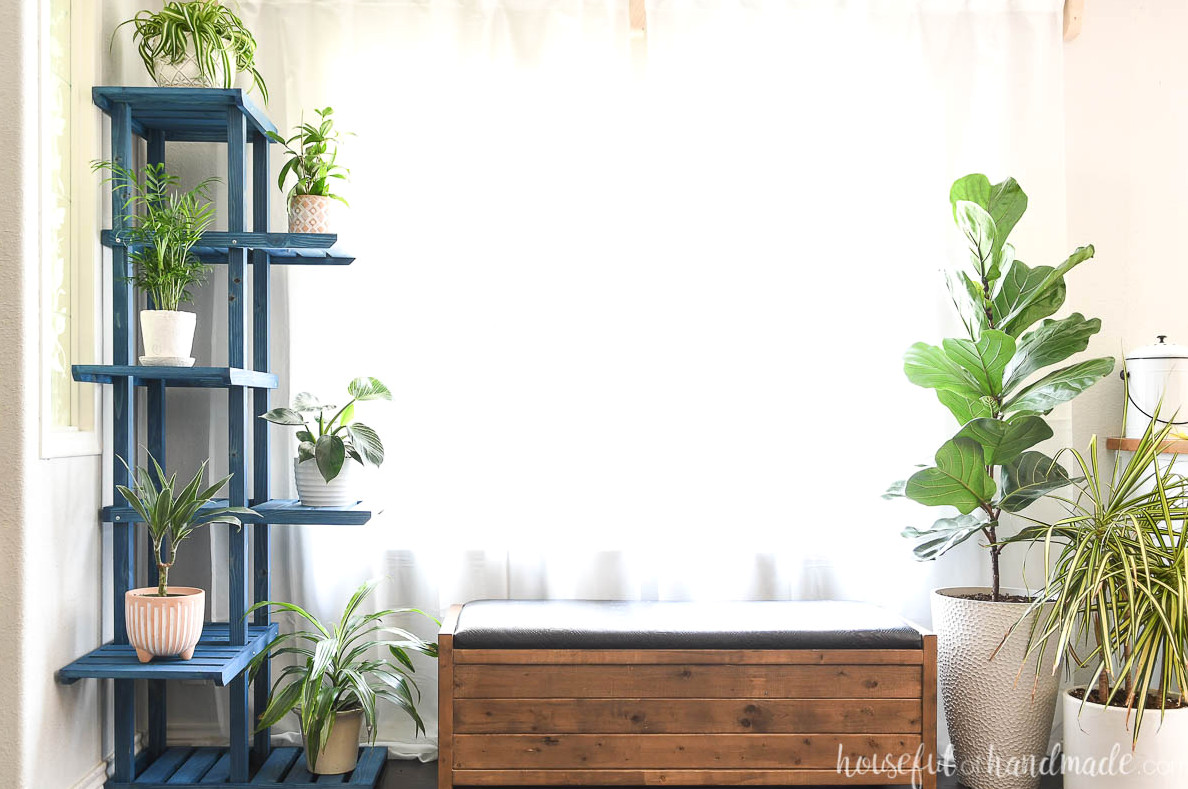 Window wall inside a home with an upholstered bench in front of the window and a tiered corner plant stand holding a fiddle leaf fig in the corner, with a dragon plant on the opposite side. 