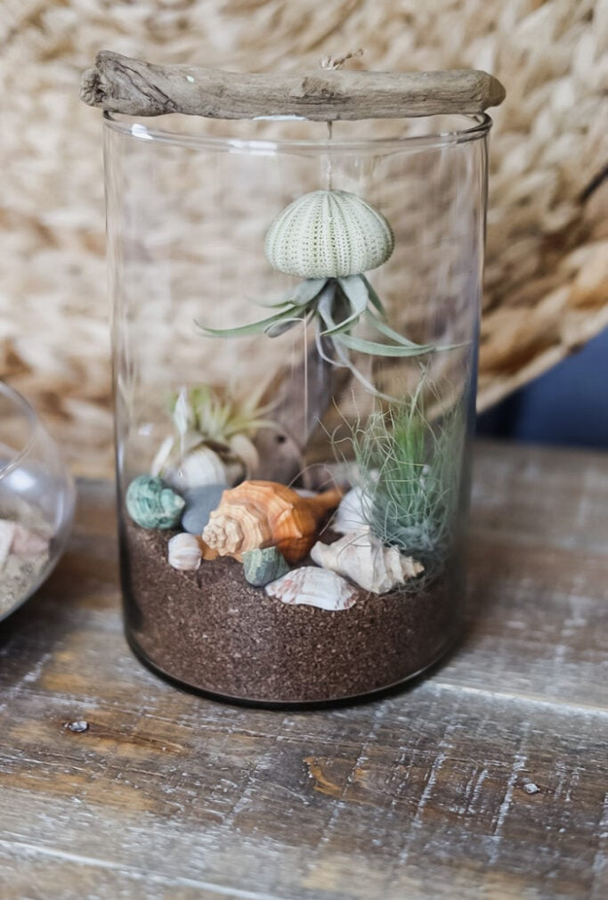 sea urchin air plant jellyfish