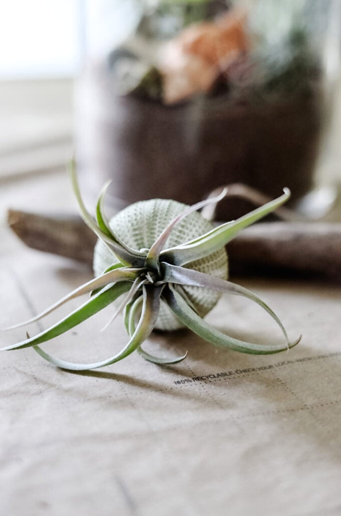 making an air plant jellyfish
