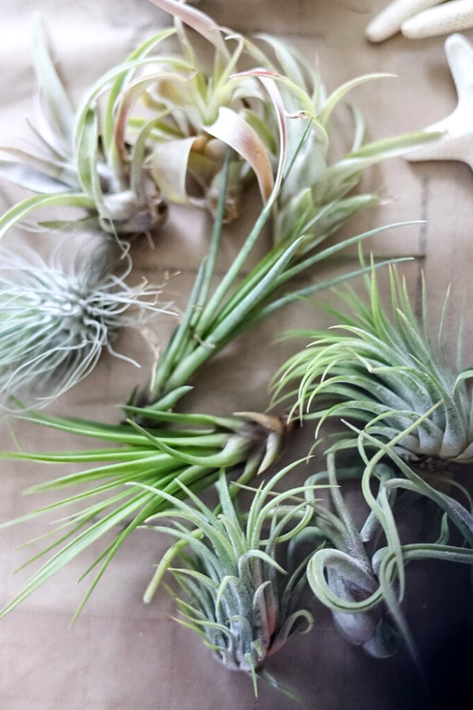 air plants