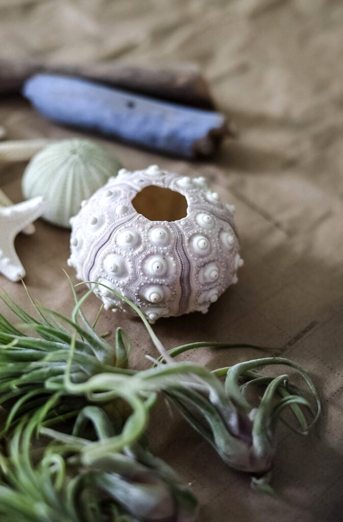 sea urchins and air plants