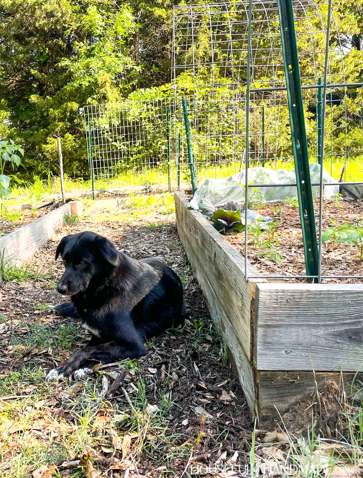 Black border collie resting in the shade between two wooden garden boxes. 