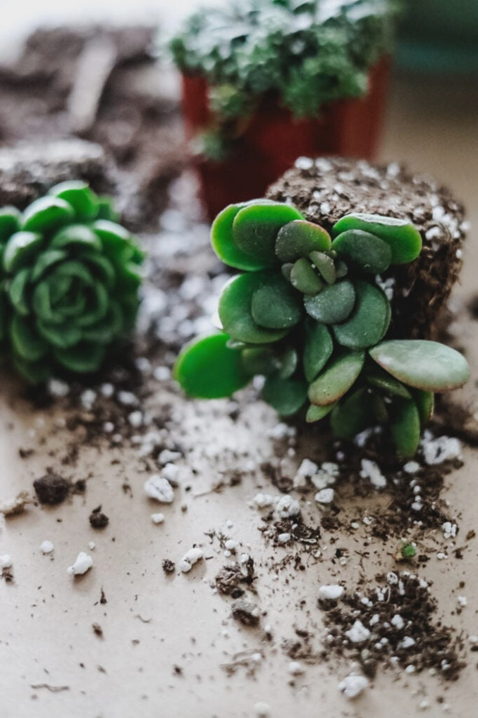 succulents