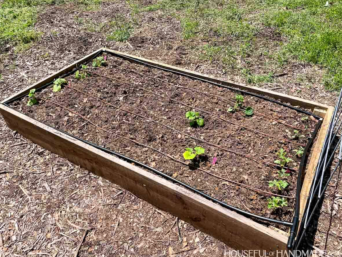 Raised garden bed with drip irrigation set up in it and seedling planted.