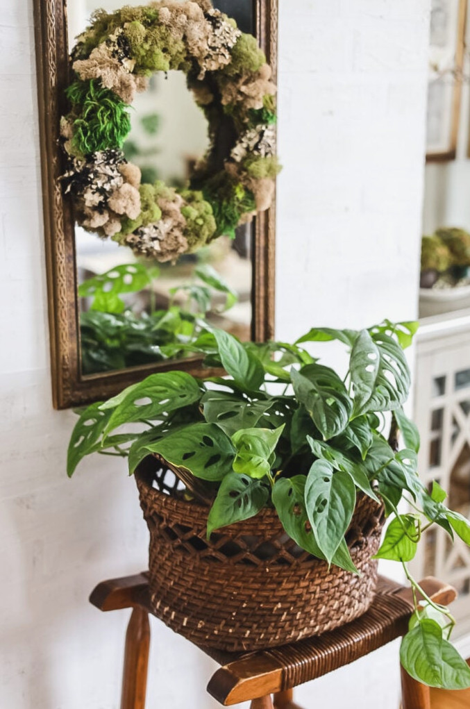 green plant and vintage mirror