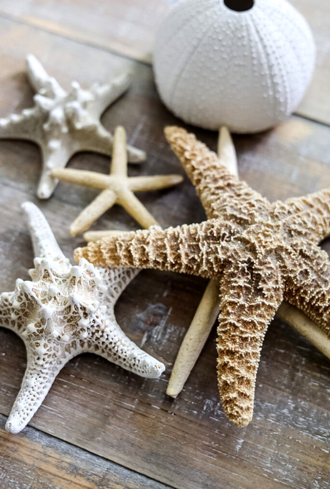 various starfish