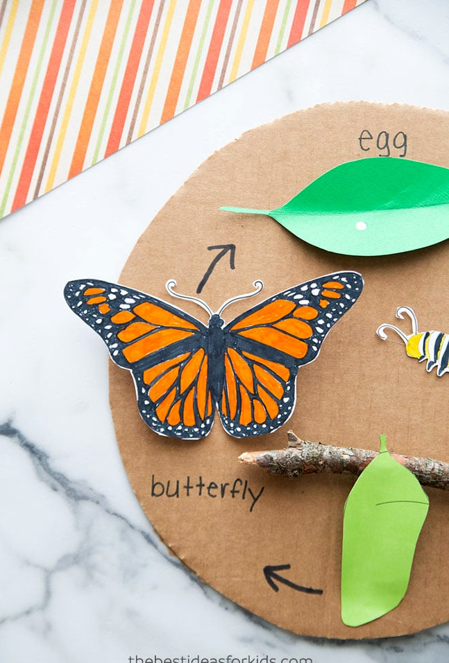 3D butterfly life cycle craft