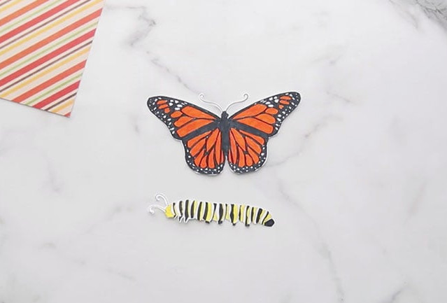 Color in Butterfly Life Cycle Template