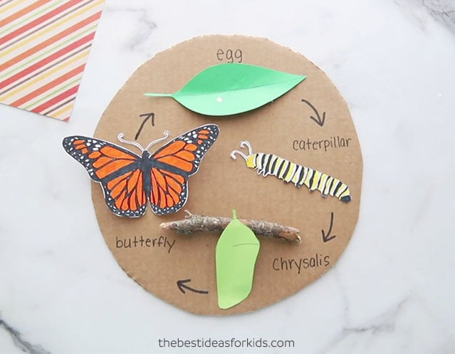 Printable Butterfly Life Cycle Craft