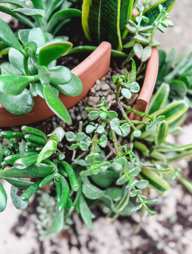 a close image of succulents in large planter