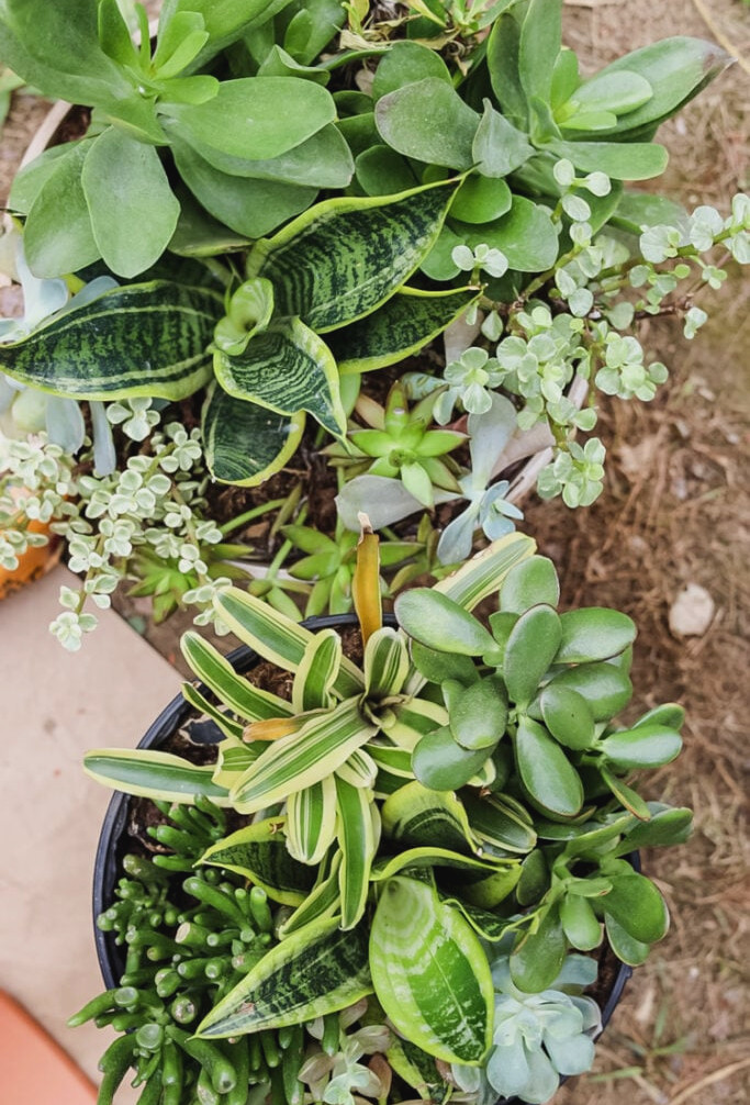 succulent planters
