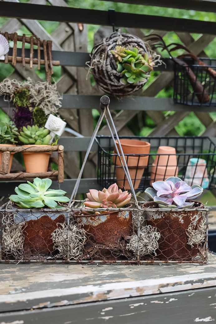 succulents in a chicken wire caddy