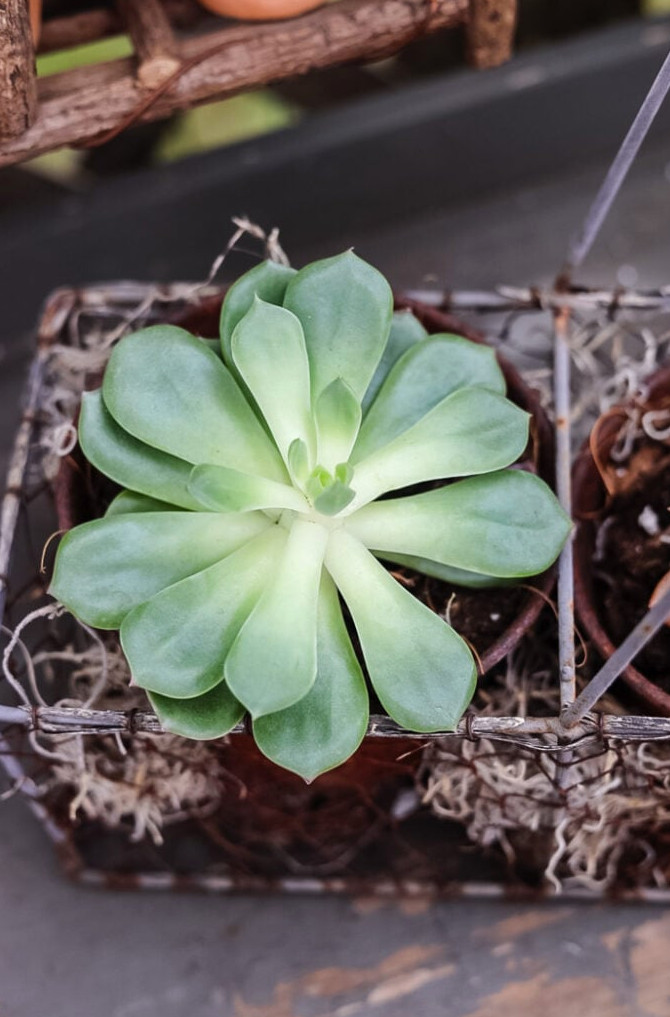 succulent